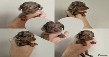 Miniature Dachshund dogs - Advert 15
