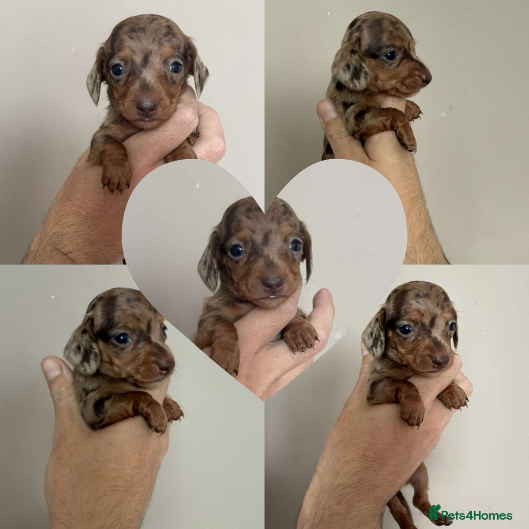 Miniature Dachshund dogs for sale: Miniature dachshund  - Image 2