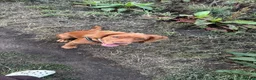 Cocker Spaniel dogs for sale: Cocker spaniel pup  in Lincoln - Advert 1