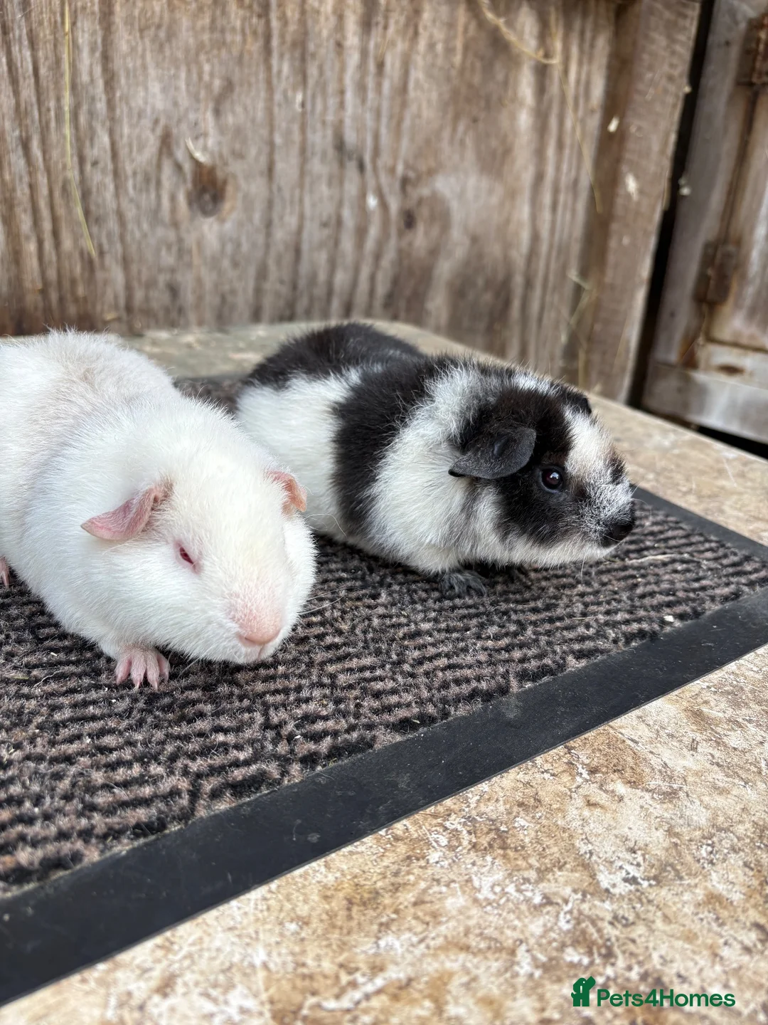 Guinea Pig rodents for sale: Teddy Guinea pigs - Advert 2