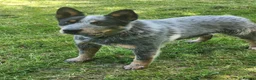 Australian Cattle Dog dogs for sale: Australian cattle dog  - Advert 2