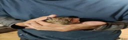 Degus rodents for sale: Degus in Royston - Advert 10