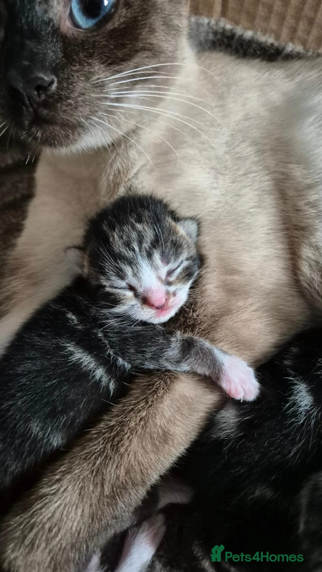 Mixed Breed cats for sale: Amazing family kittens - Advert 41