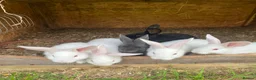 New Zealand rabbits for sale: Rabbits for sale very nice and very friendly with  - Advert 6