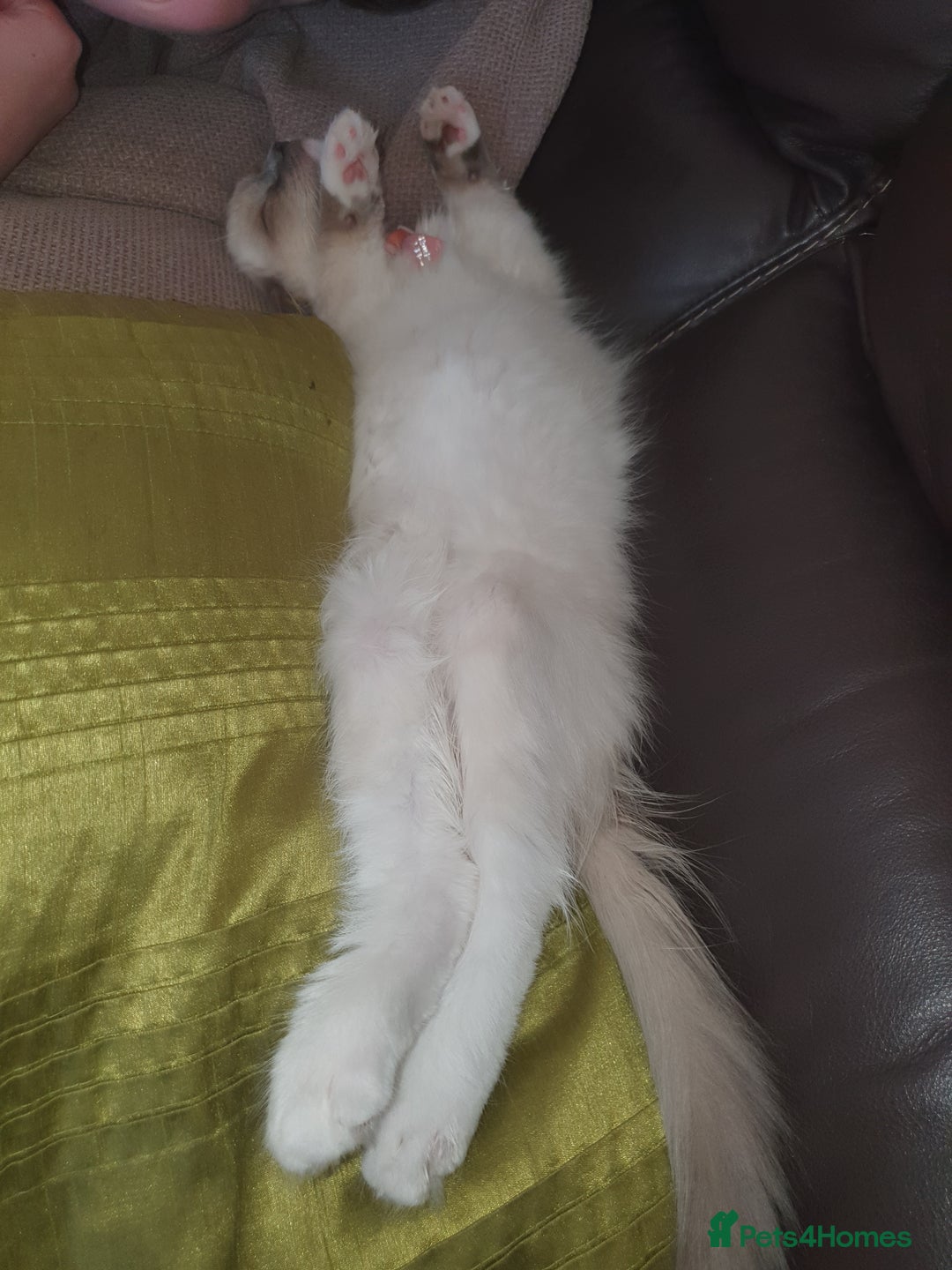 Ragdoll cats for sale: Gorgeous ragdoll kitten  - Image 3