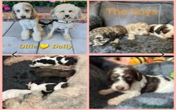 Goldendoodle dogs for stud: FULLY HEALTH TESTED! MOYEN POODLE STUD! in Kettering - Image 30