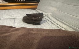 Mixed Breed cats for sale: PLS READ ADVERT! Black boy kittens  - Image 4