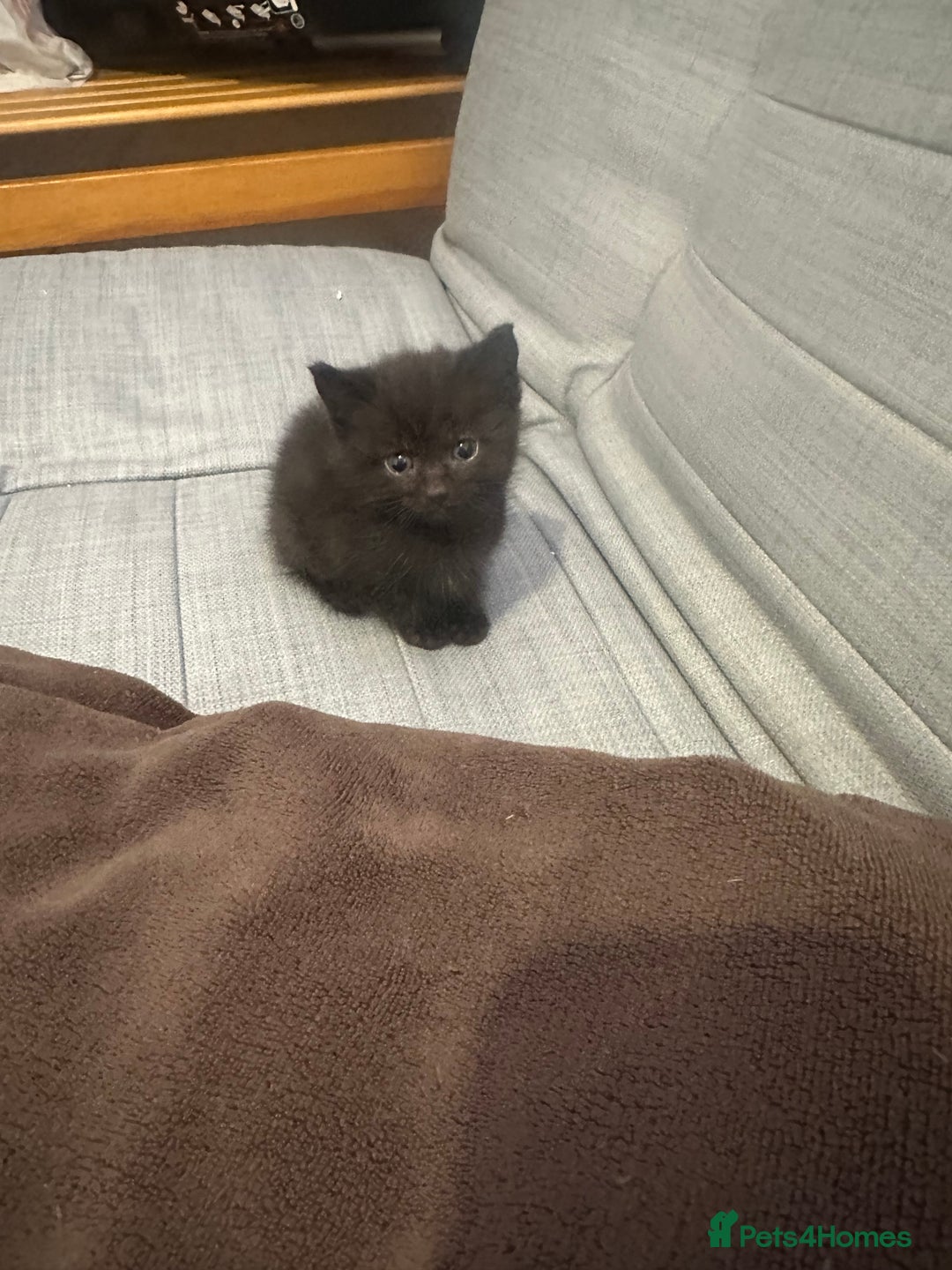 Mixed Breed cats for sale: PLS READ ADVERT! Black boy kittens  - Image 4