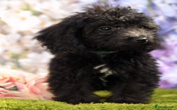 Cockapoo dogs for sale: READY NOW !! sable & brindle tri colour cockapoos - Image 28