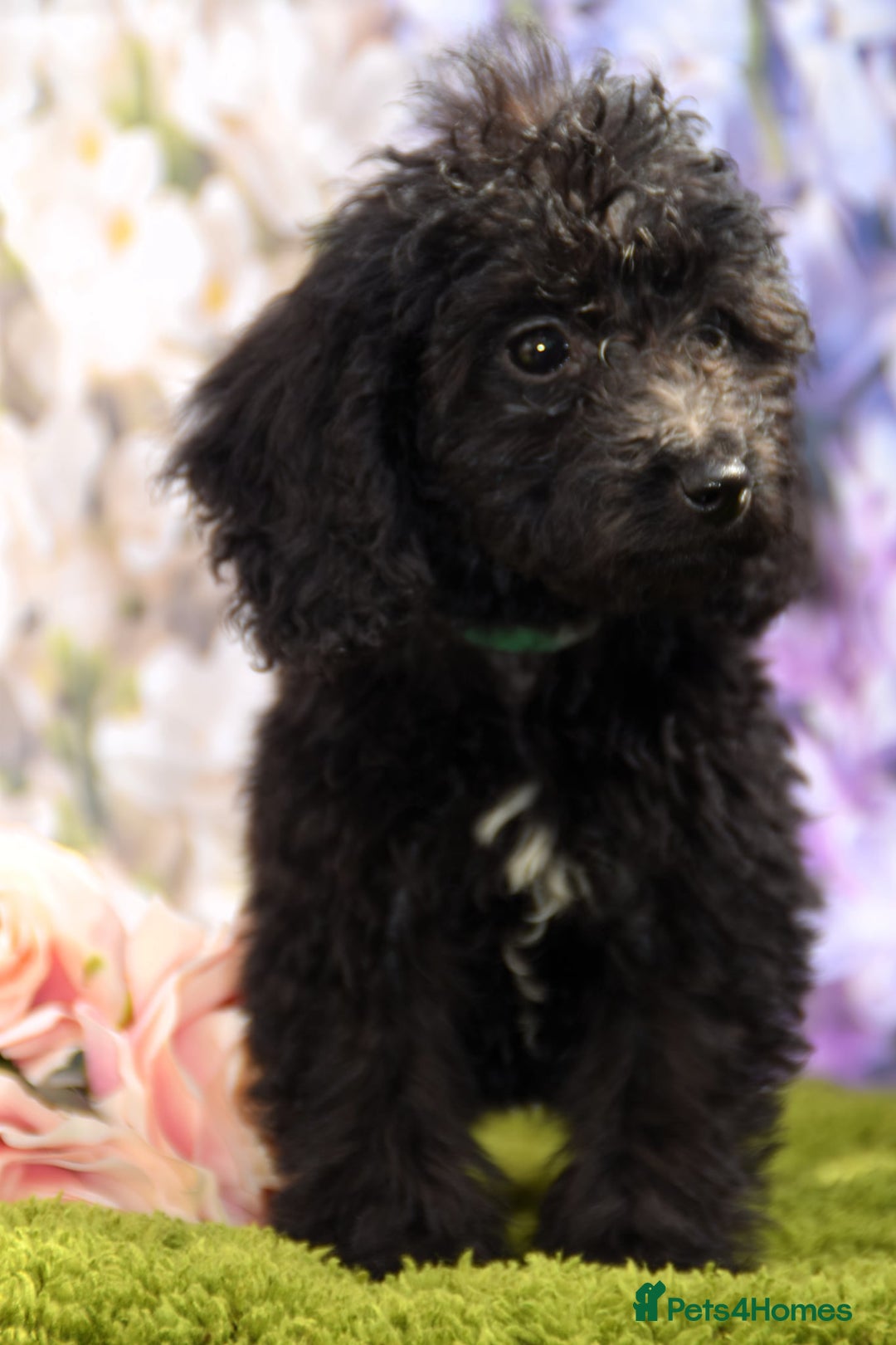 Cockapoo dogs for sale: READY NOW !! sable & brindle tri colour cockapoos - Image 28