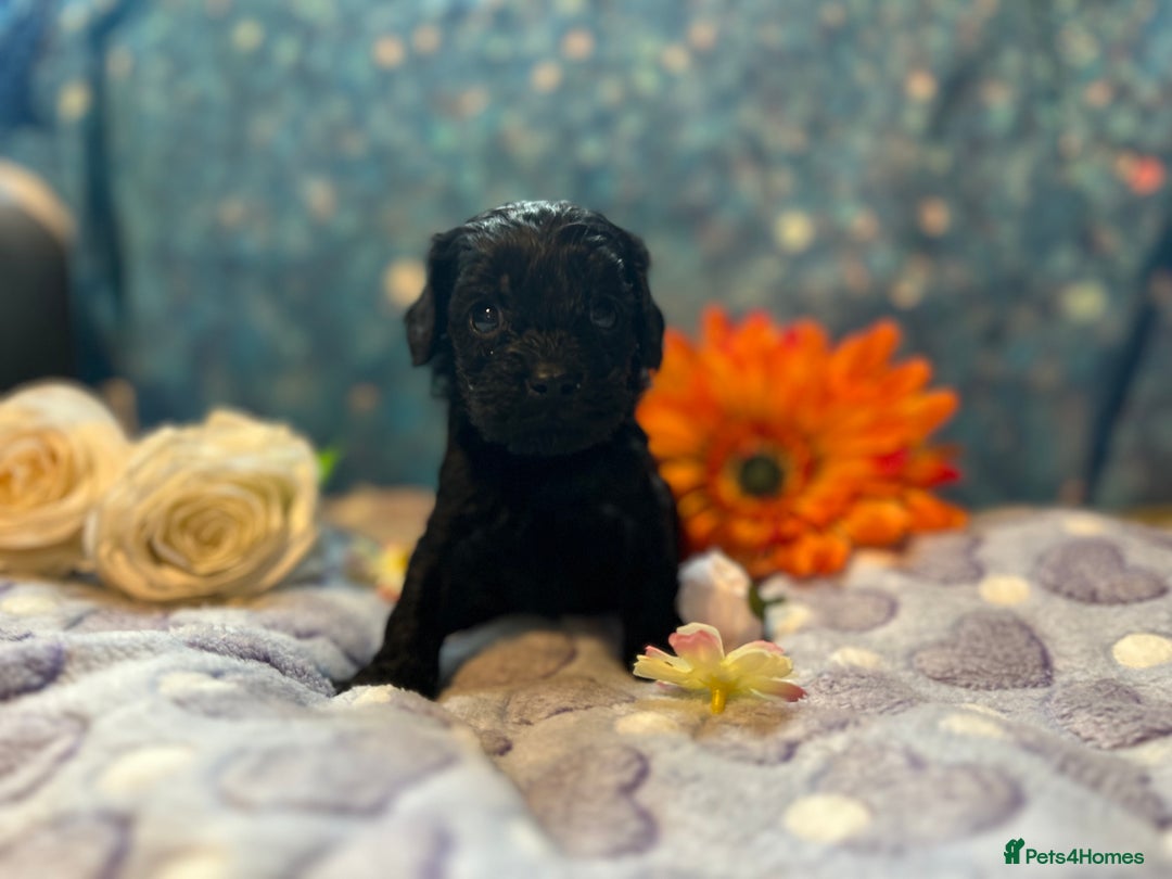 Cavapoo dogs for sale: F1 Cavapoo puppies 🐶  - Advert 6