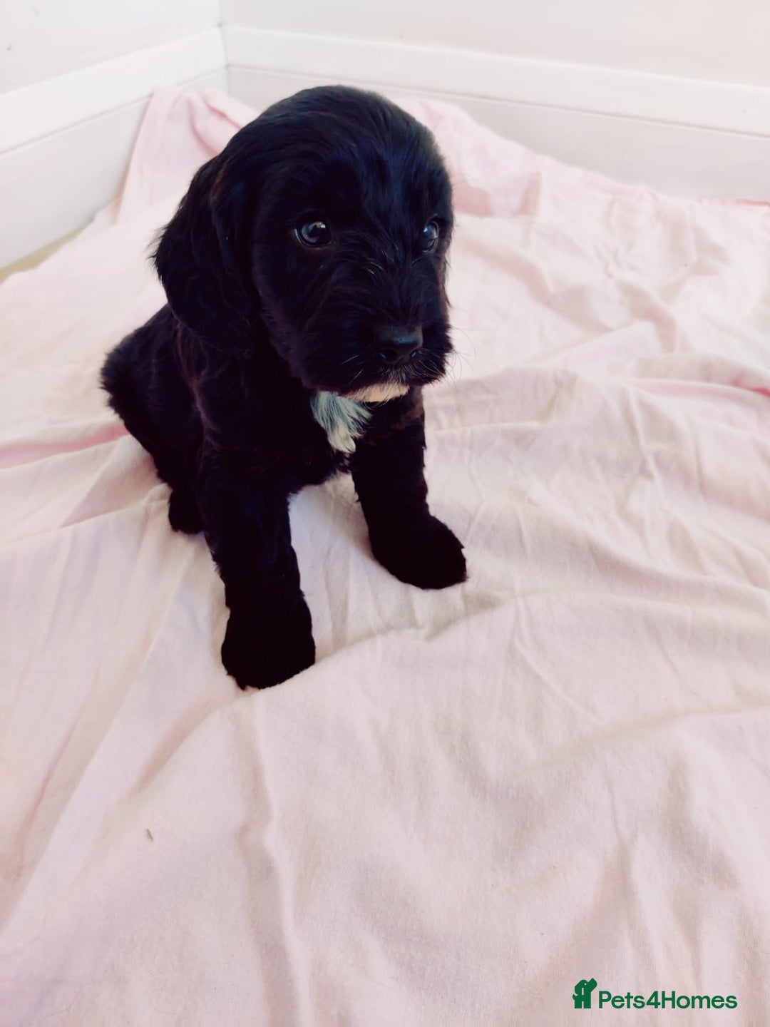 Cockapoo dogs for sale: Gorgeous Cockapoo Puppies  - Image 11