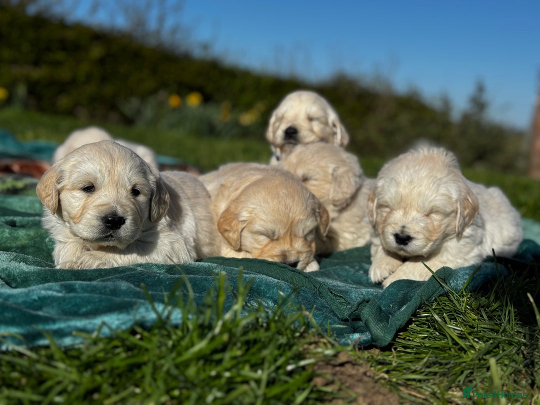 Golden Retriever dogs for sale: ⭐️ health tested kc reg puppies ⭐️ - Advert 13