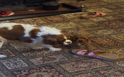 Cavapoo dogs for sale: Cute Cavapoo Male  - Image 8