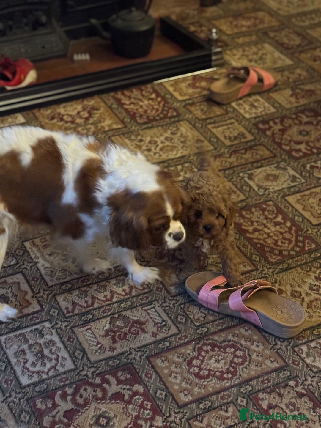 Cavapoo dogs for sale: Cute Cavapoo Male  - Image 8