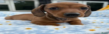 Miniature Dachshund Puppy 3