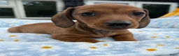 Miniature Dachshund dogs for sale: Miniature dachshund puppies 🐶 READY NOW - Advert 11