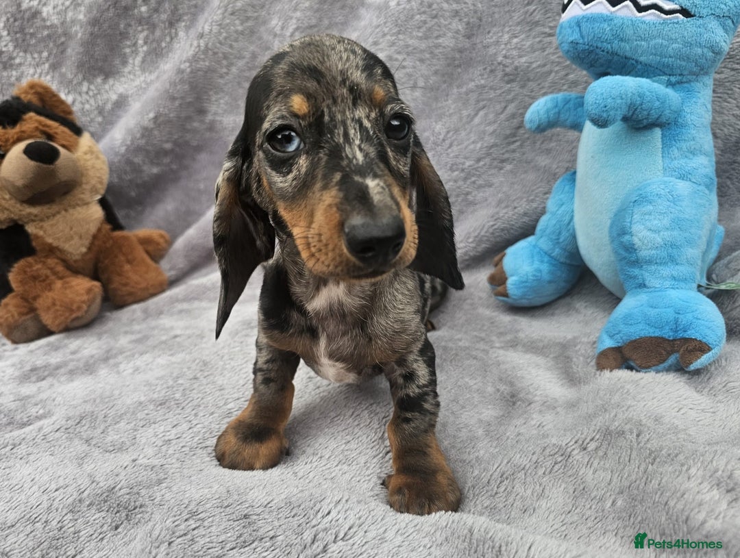 Dachshund dogs for sale: Brilliant Miniature Dachshund Puppies  - Image 9