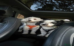 Bichon Frise dogs for sale: Bichon puppy's  - Image 14