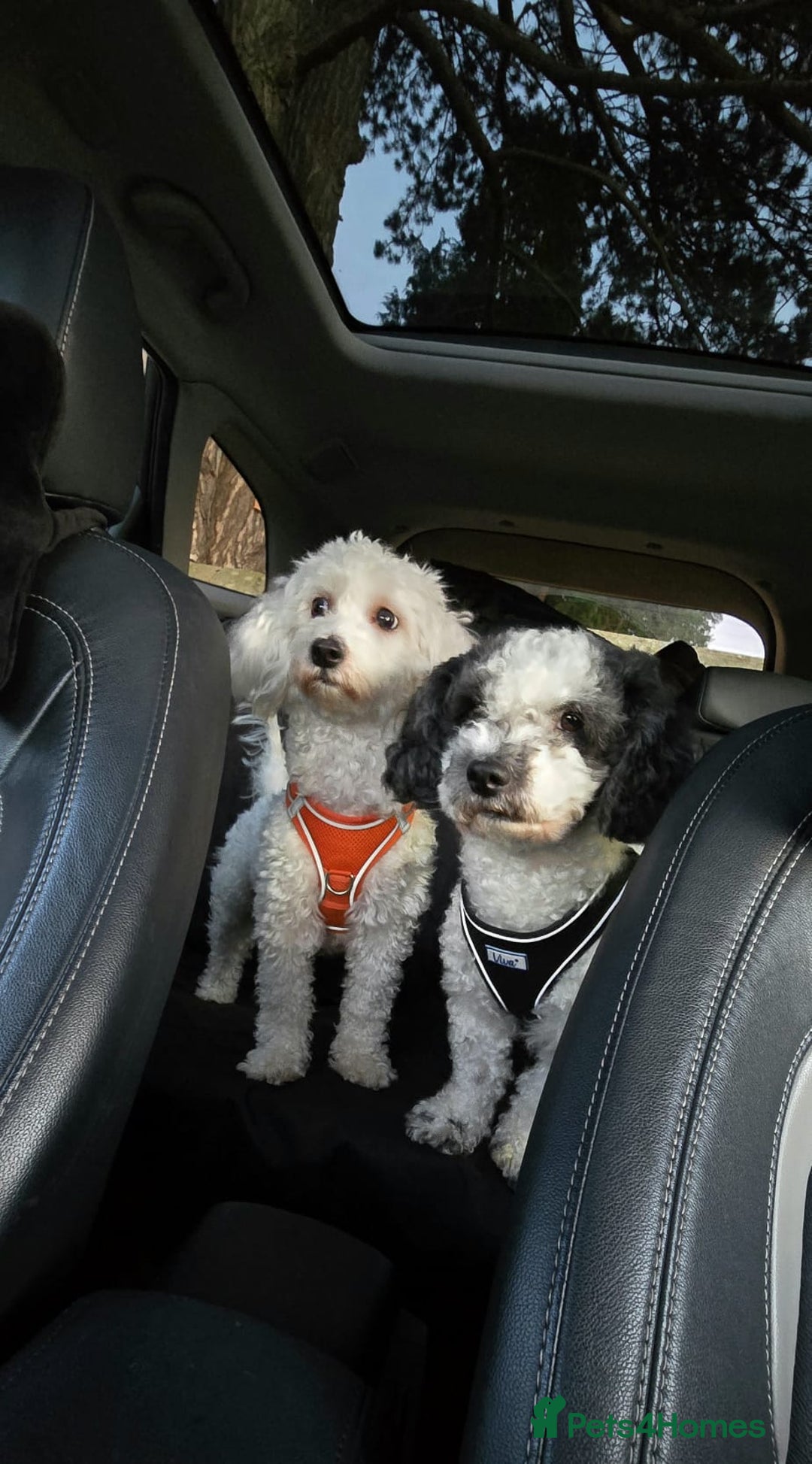 Bichon Frise dogs for sale: Bichon puppy's  - Image 14