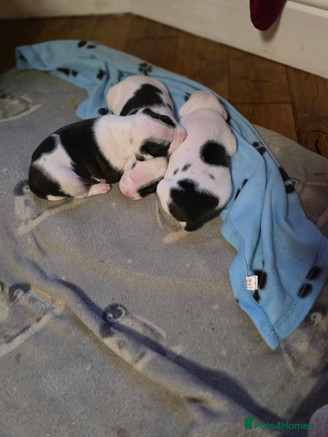 Mixed Breed dogs for sale: Staff x american bulldog puppies - Advert 4