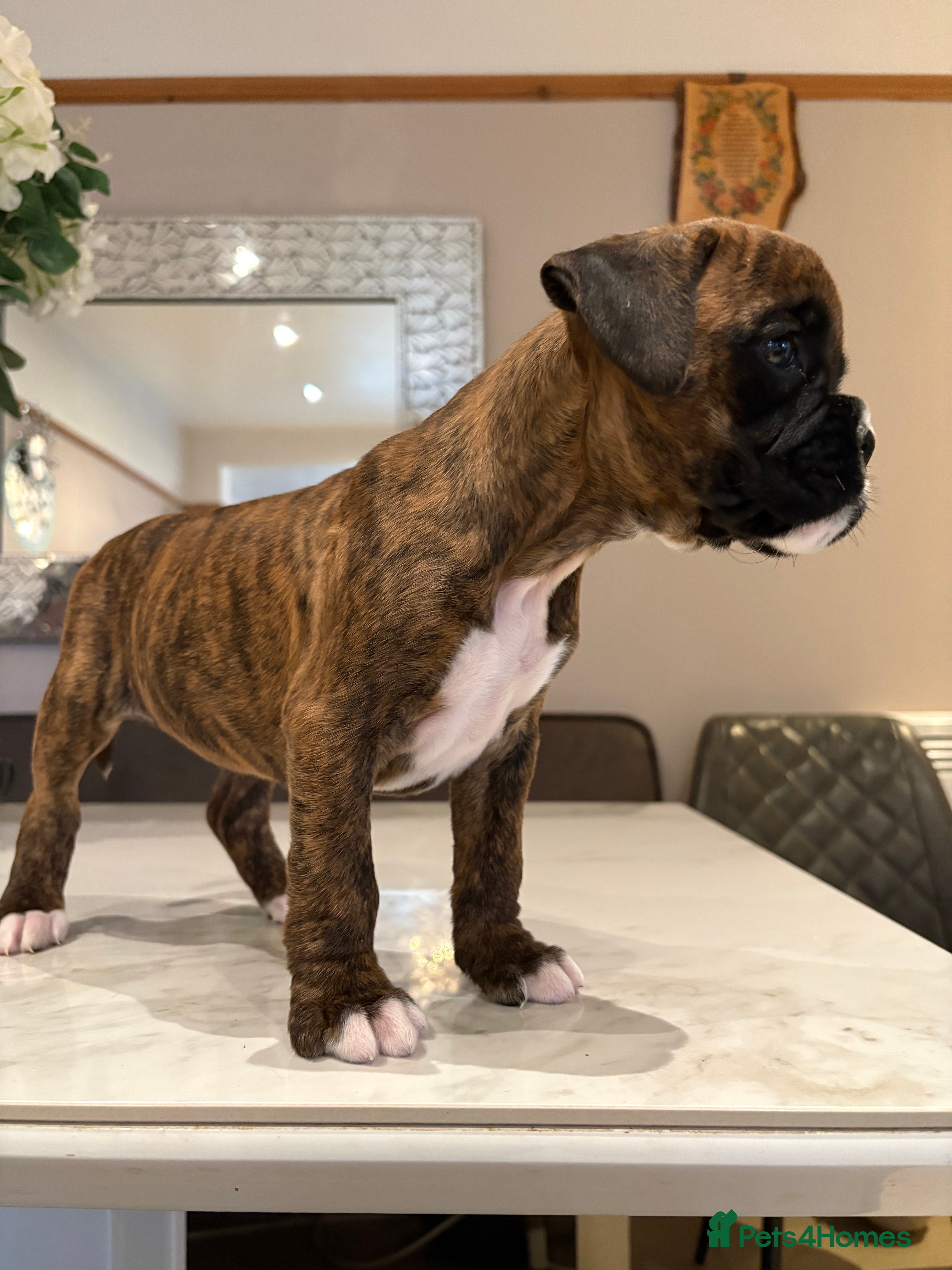 Boxer dogs READY NOW. LAST GIRL 🐶  - Advert 1