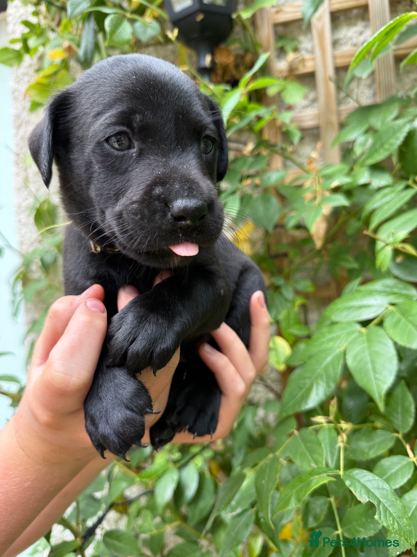 Labrador Retriever dogs 6 Black Boys and 1 Chocolate boy  - Advert 2