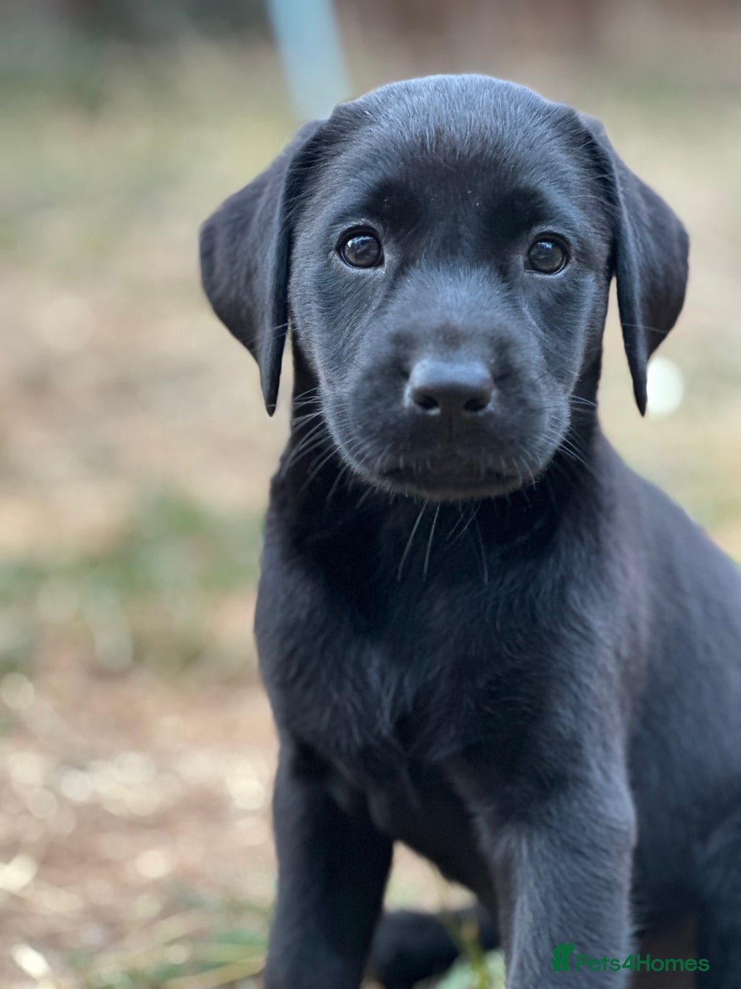Labrador Retriever dogs for sale: 2 Beautiful female black lab READY TO LEAVE NOW!  in Tidworth - Image 12