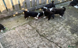 Border Collie dogs for sale: Border Collie puppies  - Image 14