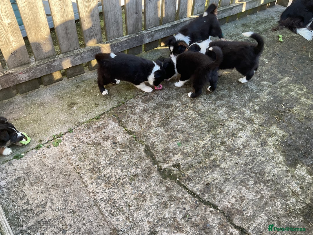 Border Collie dogs for sale: Border Collie puppies  - Image 14