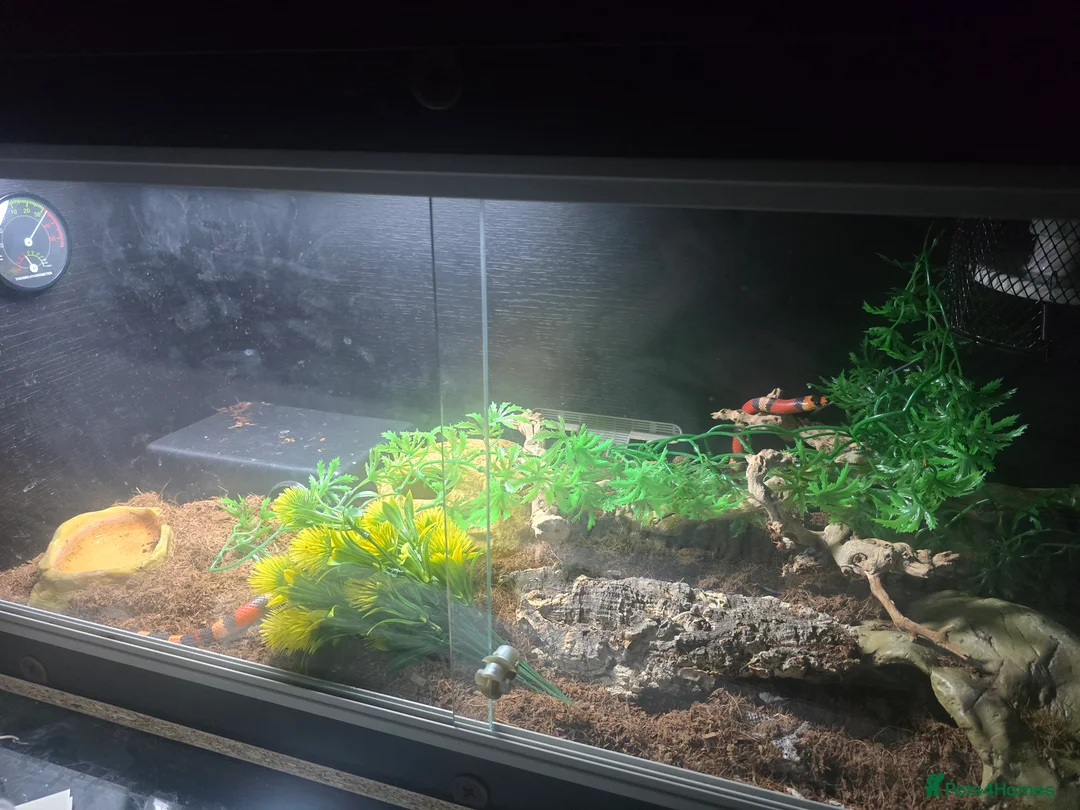 Milk Snake reptiles for sale: Milk snake with full set up  - Advert 2