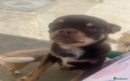 Chihuahua dogs for sale: Almost 11 month old boy chihuahua  - Image 1