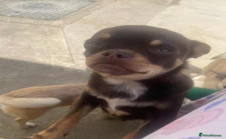 Chihuahua dogs - Advert 1