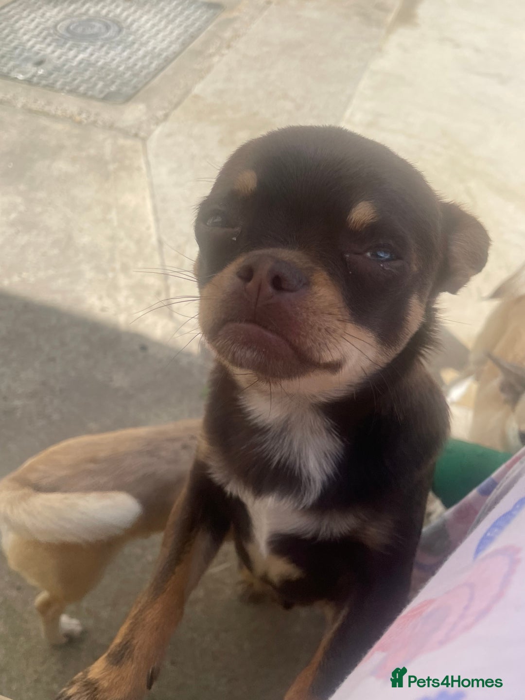 Chihuahua dogs for sale: Almost 11 month old boy chihuahua  - Image 1