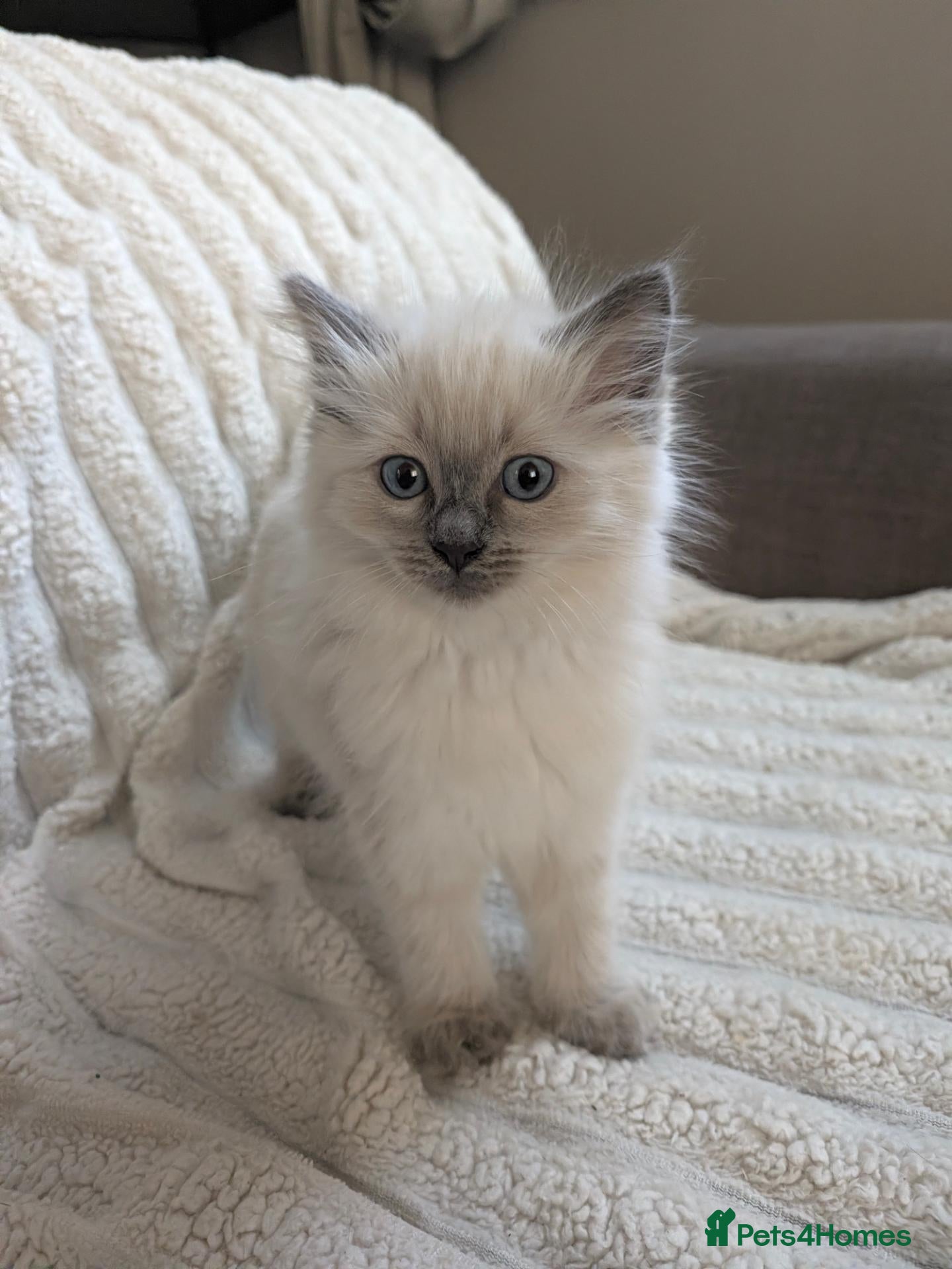 Ragdoll cats Beautiful kittens  - Advert 8