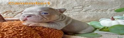 French Bulldog dogs for sale: Kc registered french bulldog puppies  - Advert 3