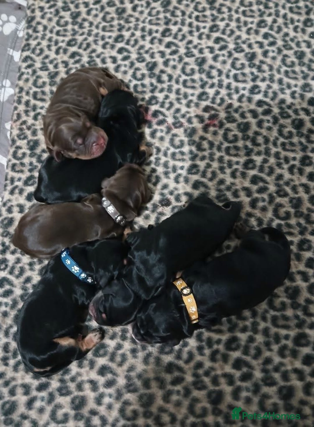 Cocker Spaniel dogs for stud: Chocolate and tan cocker stud  - Advert 7