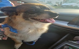 Pomchi dogs for stud: Pomchi - Image 3