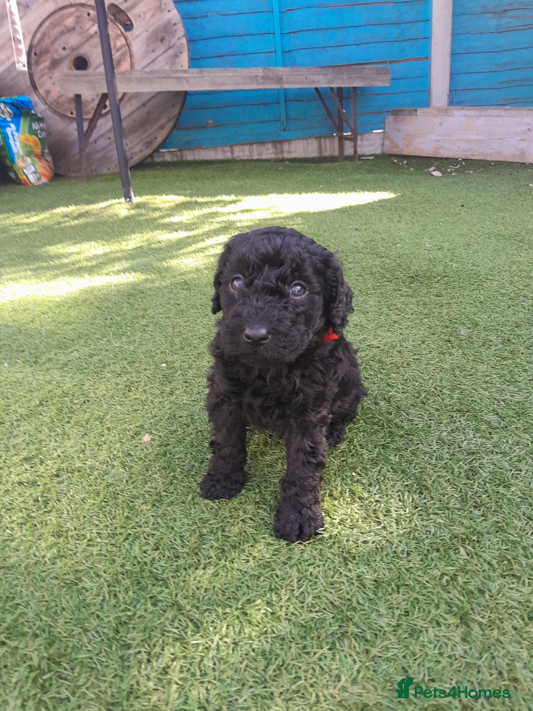 Labradoodle dogs for sale: Miniature Labradooles - Image 4