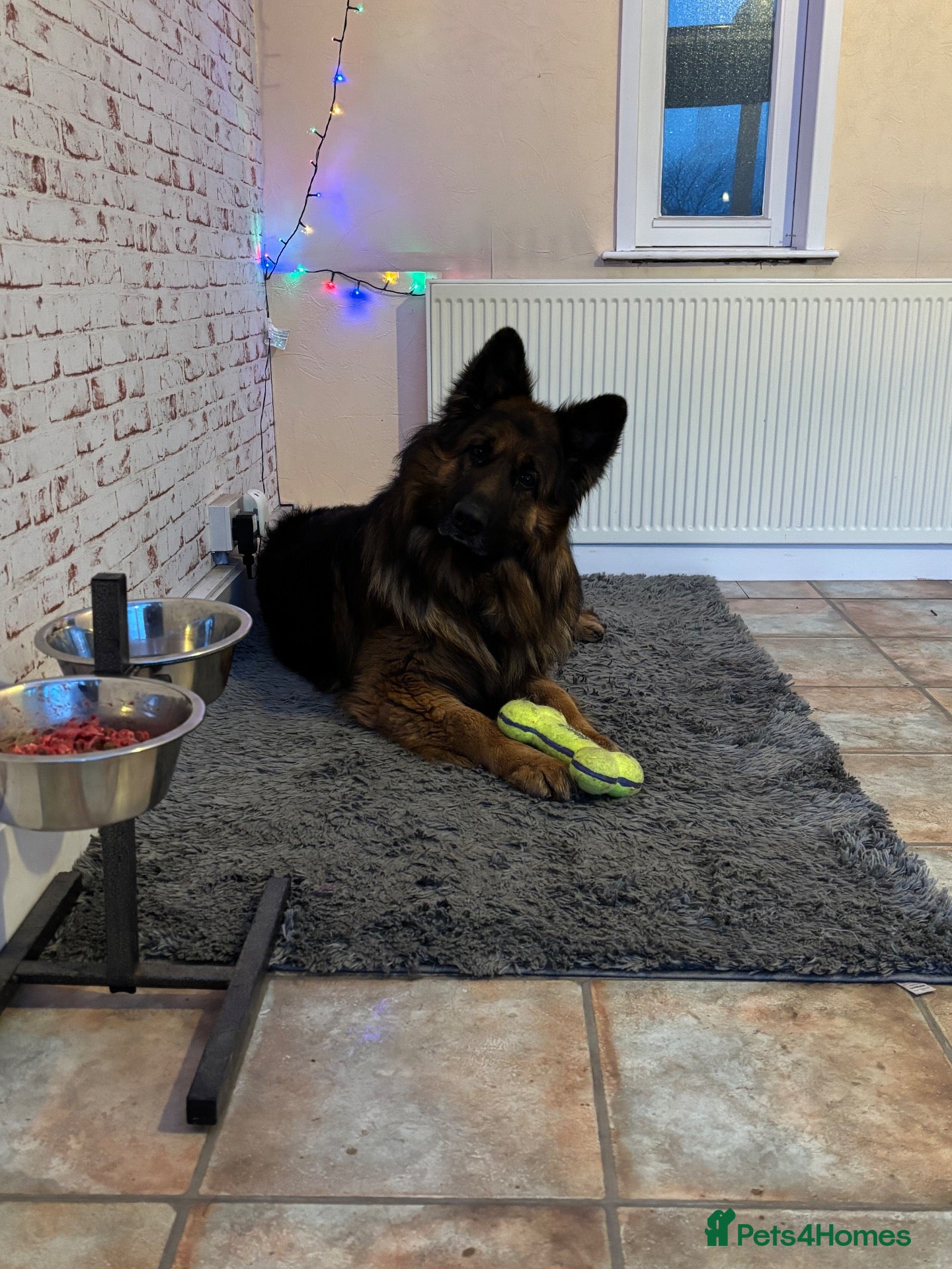 German Shepherd dogs GSD MALE 4yrs old💙🐾(2022)Longhair/Double Coated  - Advert 11