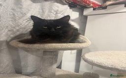 Mixed Breed cats for sale: black fluffy cat - Image 2