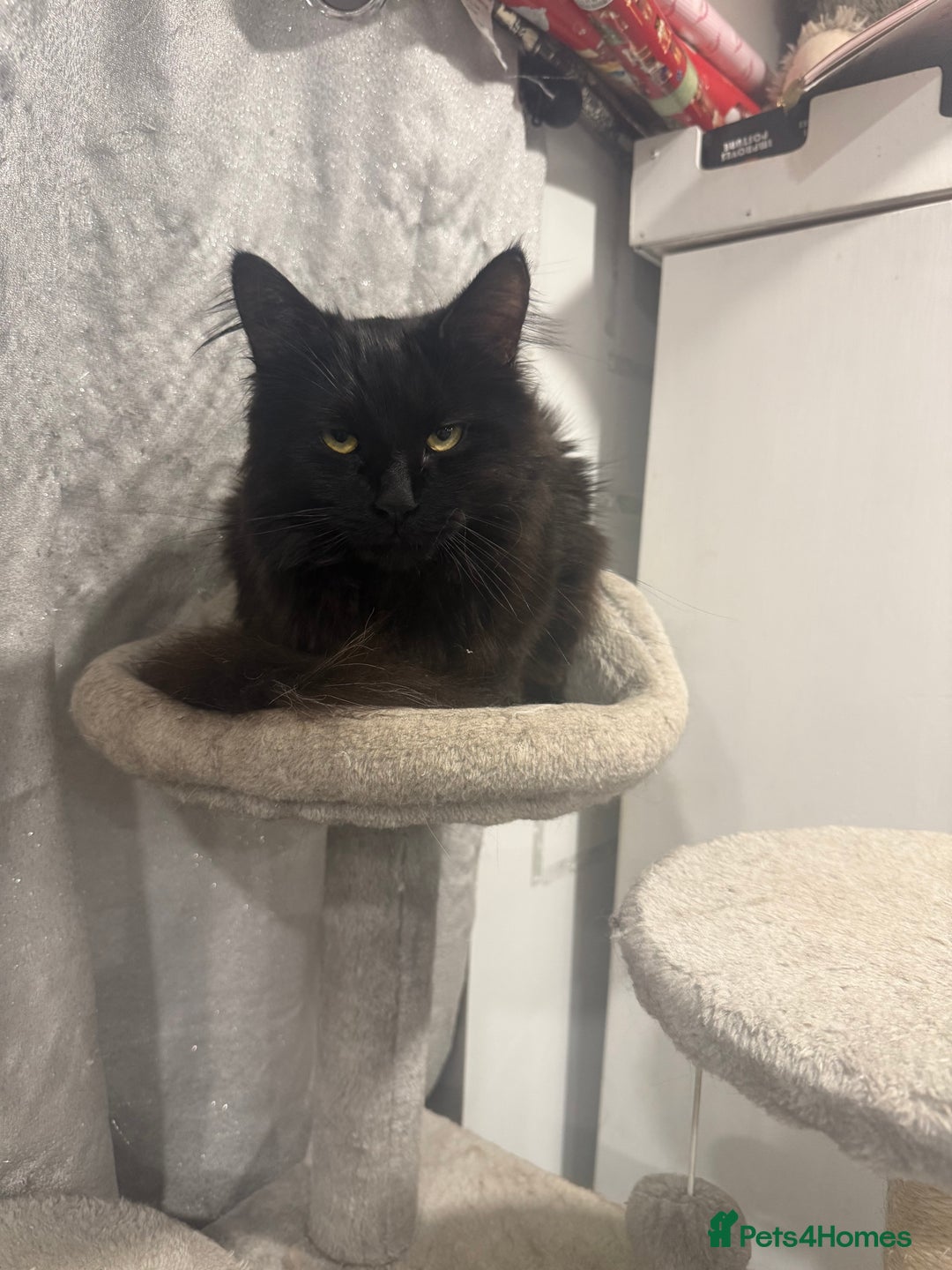 Mixed Breed cats for sale: black fluffy cat - Image 2