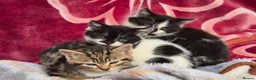 Mixed Breed cats for sale: 5 little kitten  - Advert 4