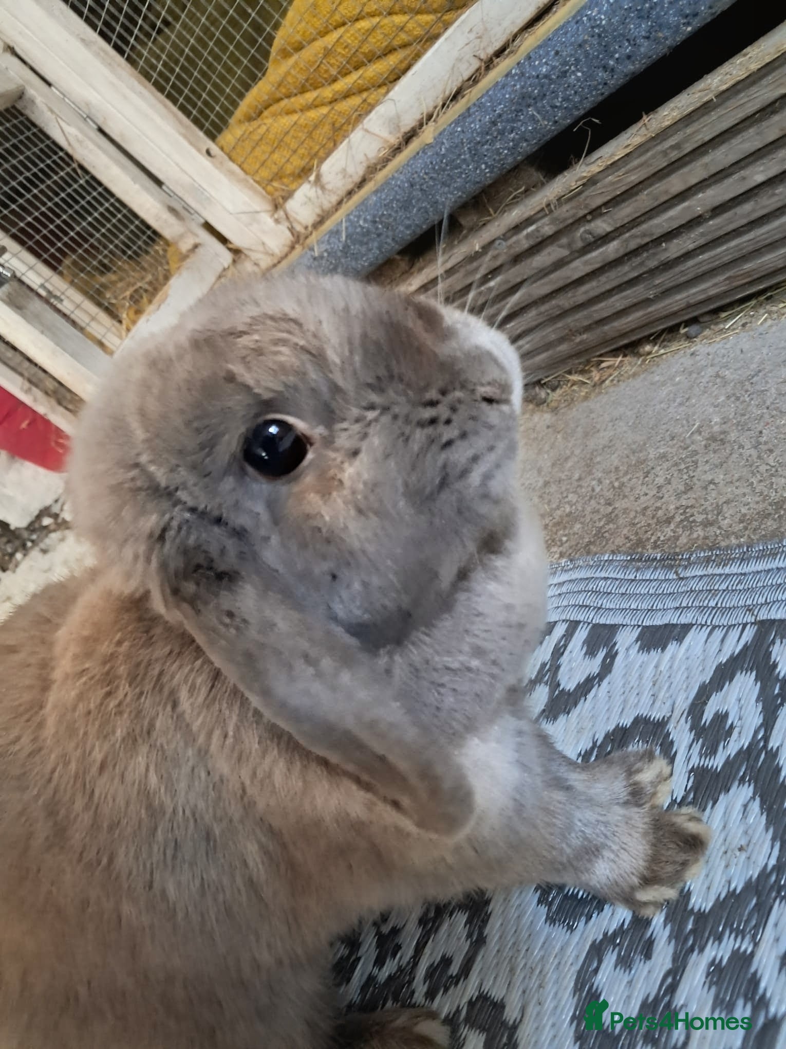Mini Lop rabbits Female Mini Lop for sale  - Advert 2
