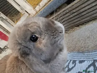 Mini Lop rabbits Female Mini Lop for sale - Advert 1