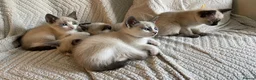 Snowshoe cats for sale: Rare pedigree snowshoe kittens - Advert 10