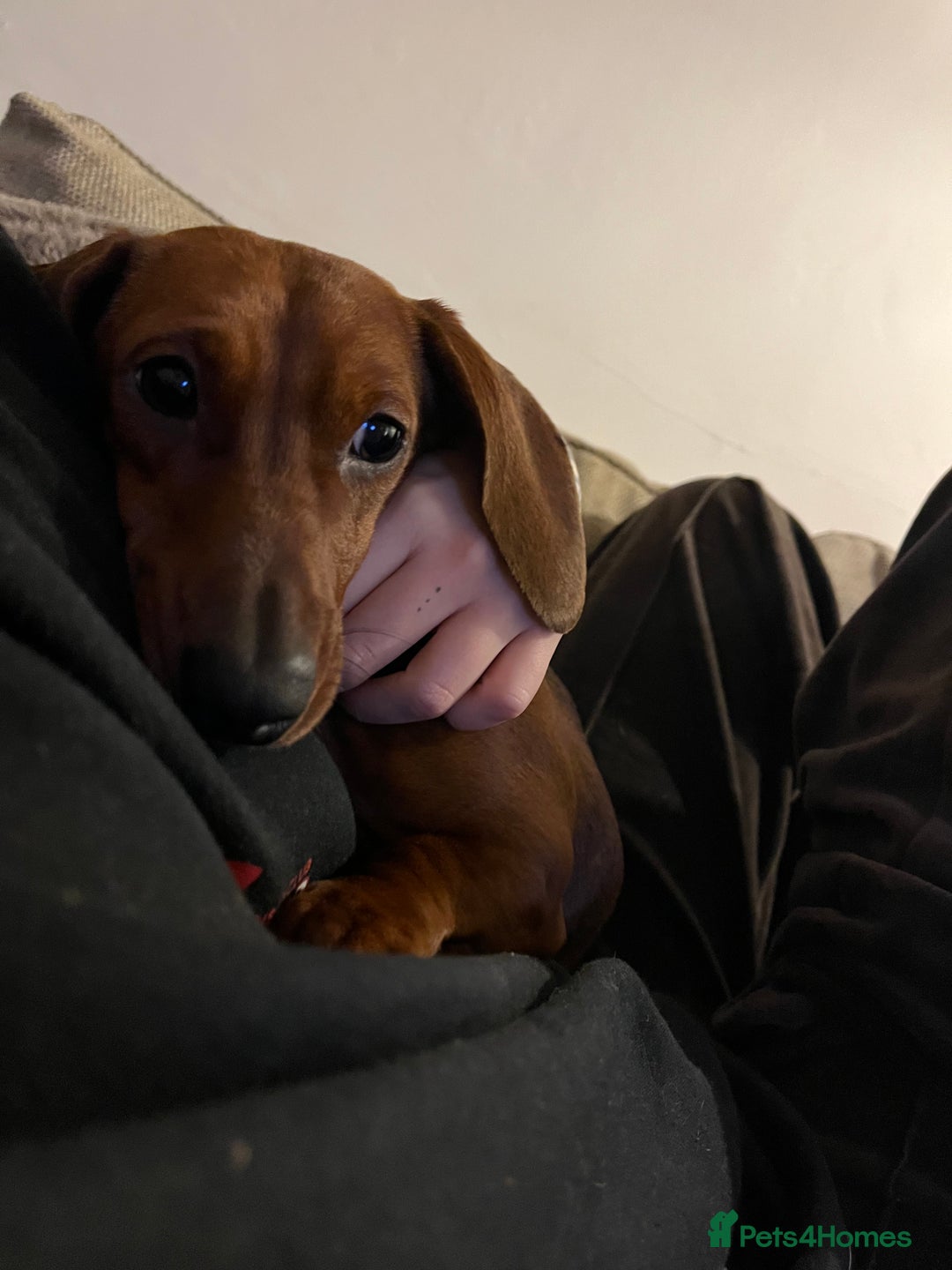 Dachshund dogs for sale: Female Dachshund   - Advert 5