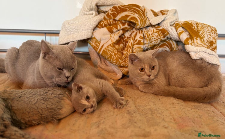 British Shorthair cats for sale - Advert 2