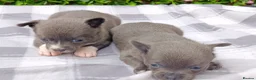 Chihuahua dogs for sale: STUNNING LITTLE PUPS KC REG 2 GIRLS  - Advert 5