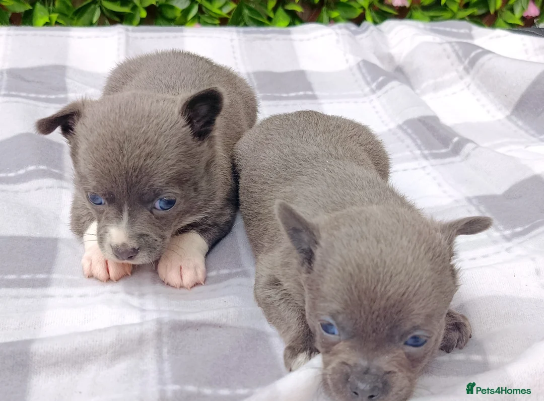 Chihuahua dogs for sale: STUNNING LITTLE PUPS KC REG 2 GIRLS  - Advert 5